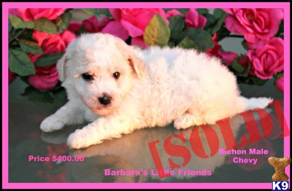 Bichon Frise